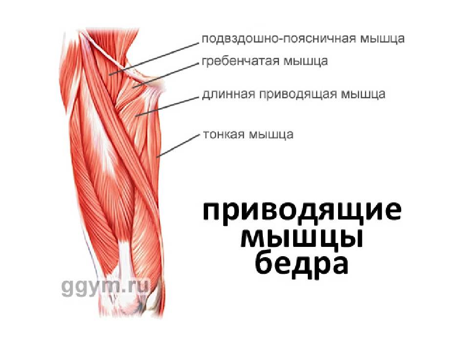 Большая приводящая мышца | kinesiopro