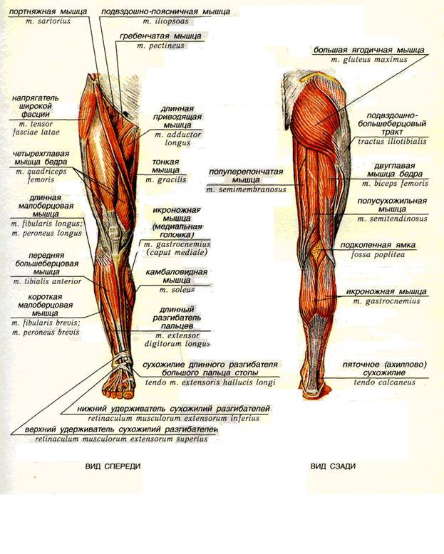 Мышцы ног человека: строение, описание, как называются мышечные группы нижних конечностей, анатомия с картинками и таблицами