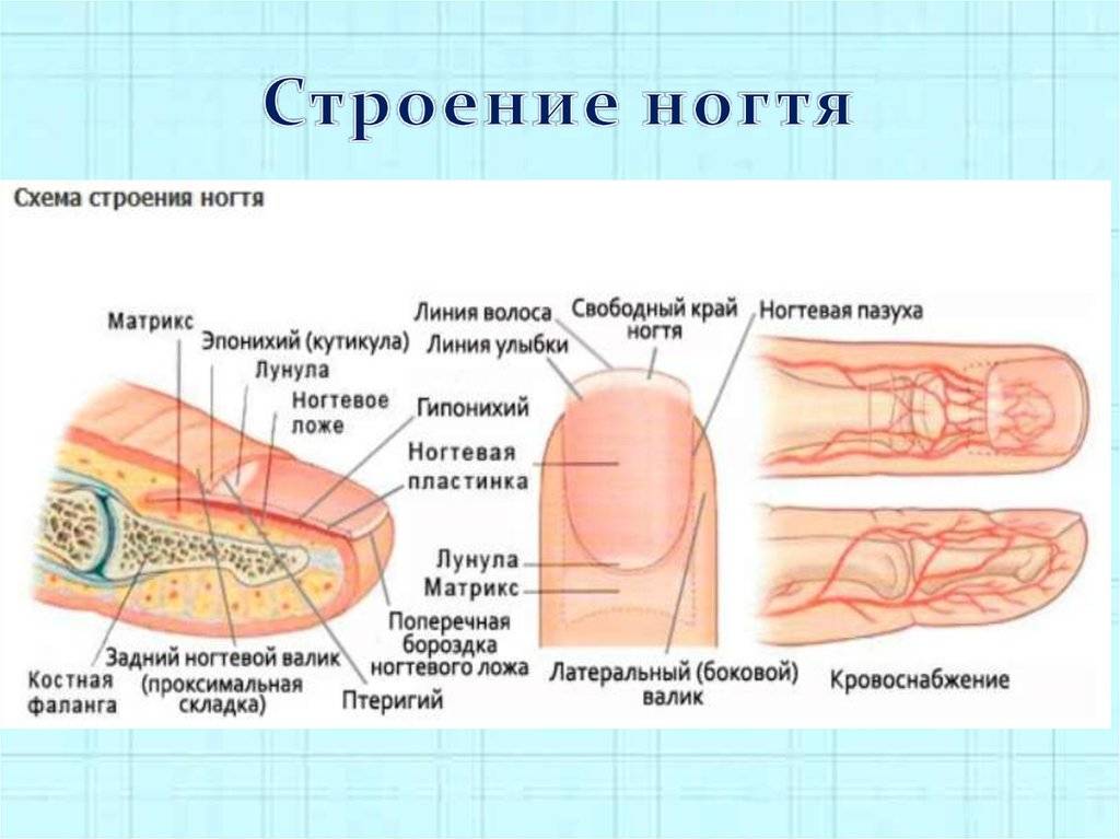 Строение ногтей: фото и схема, анатомия, физиология и химический состав ногтевой пластины