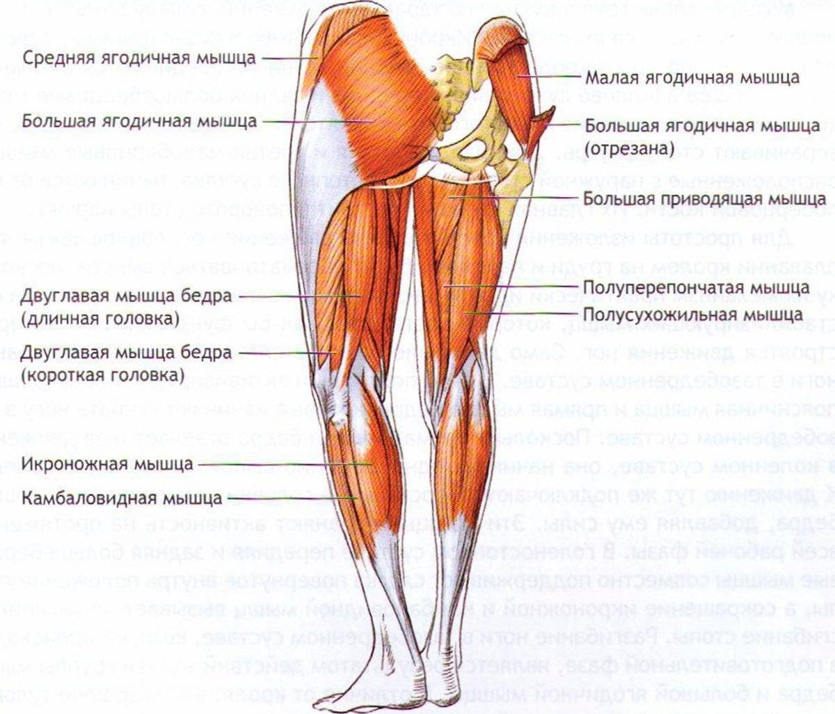 Мышцы бедра