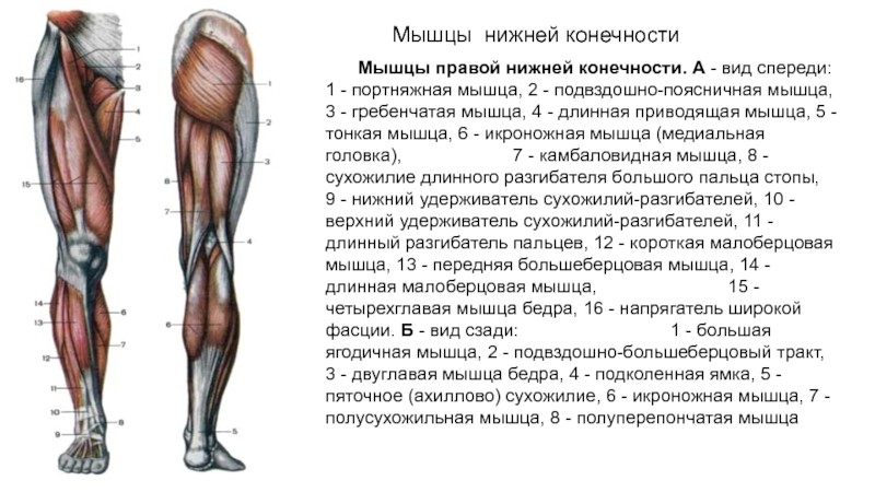 Анатомия мышц ног: строение, функции, упражнения для развития мышц ног - всё о тренировках