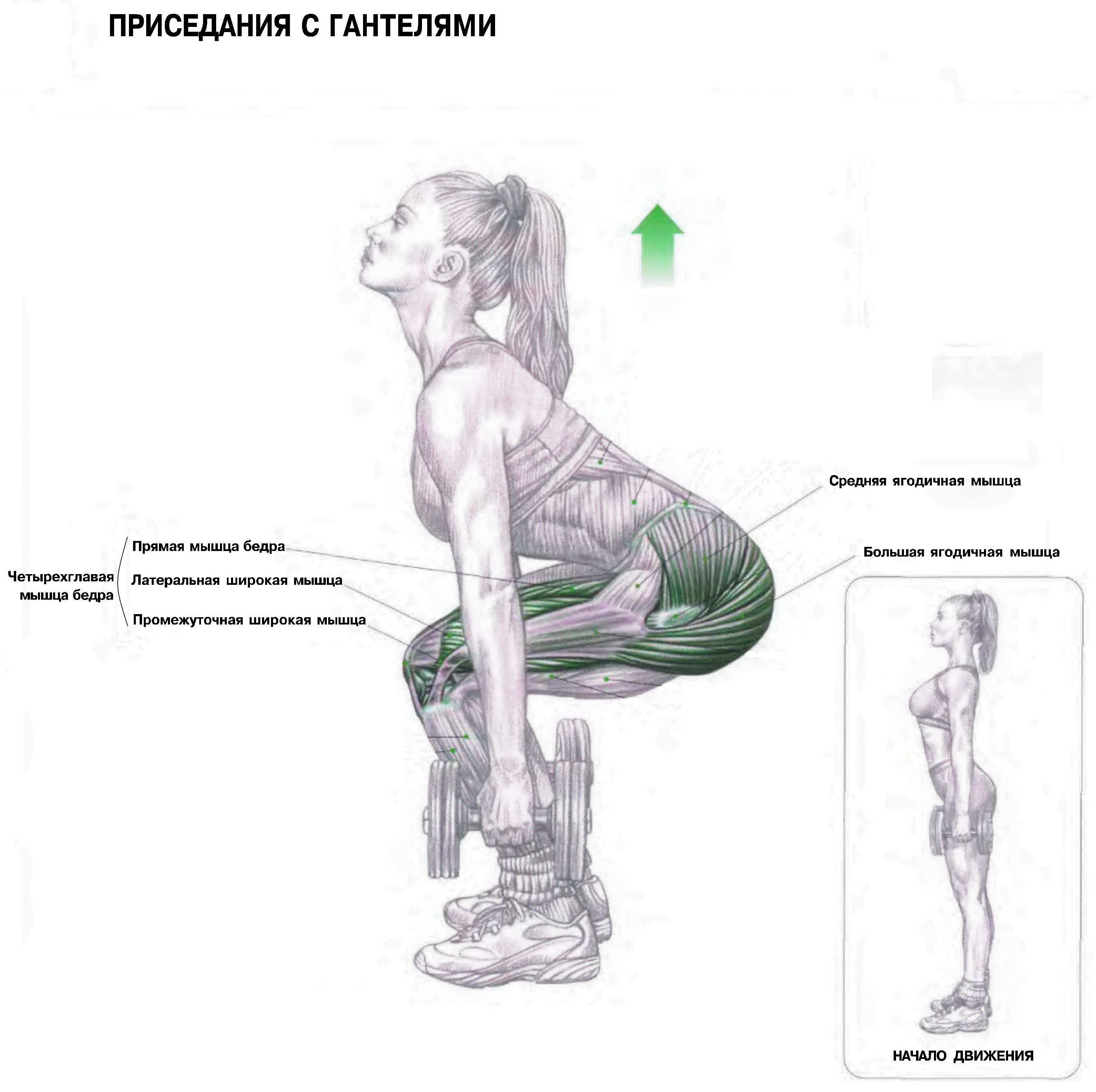 Ягодичные мышцы: анатомия, строение, иннервация и функции