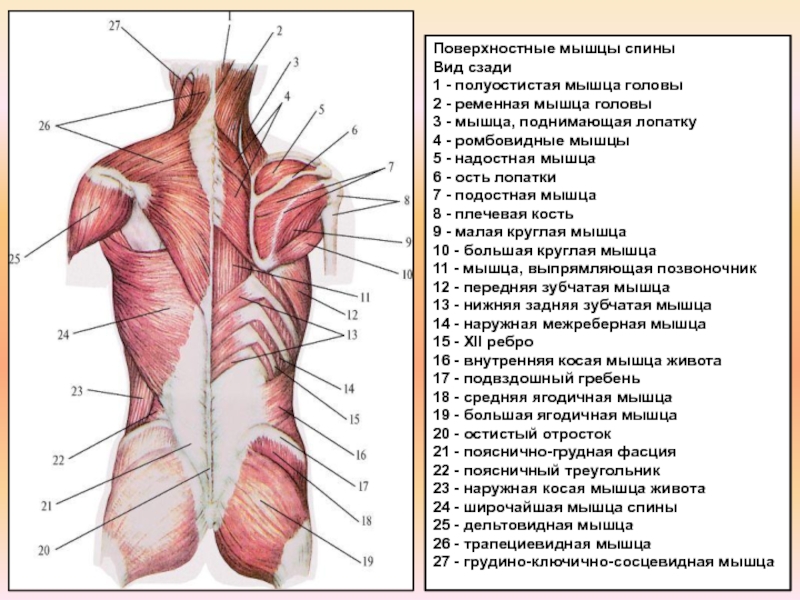 Мышцы спины. атлас: анатомия и физиология человека. полное практическое пособие