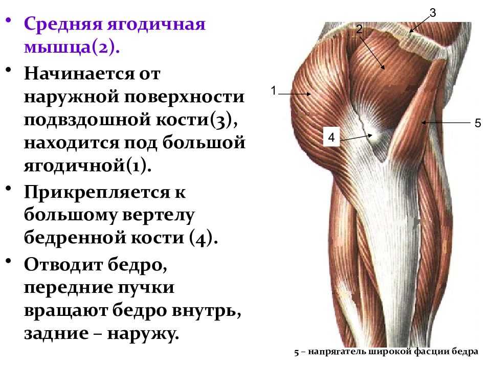 Топ-8 упражнений для тренировки красивых ягодиц