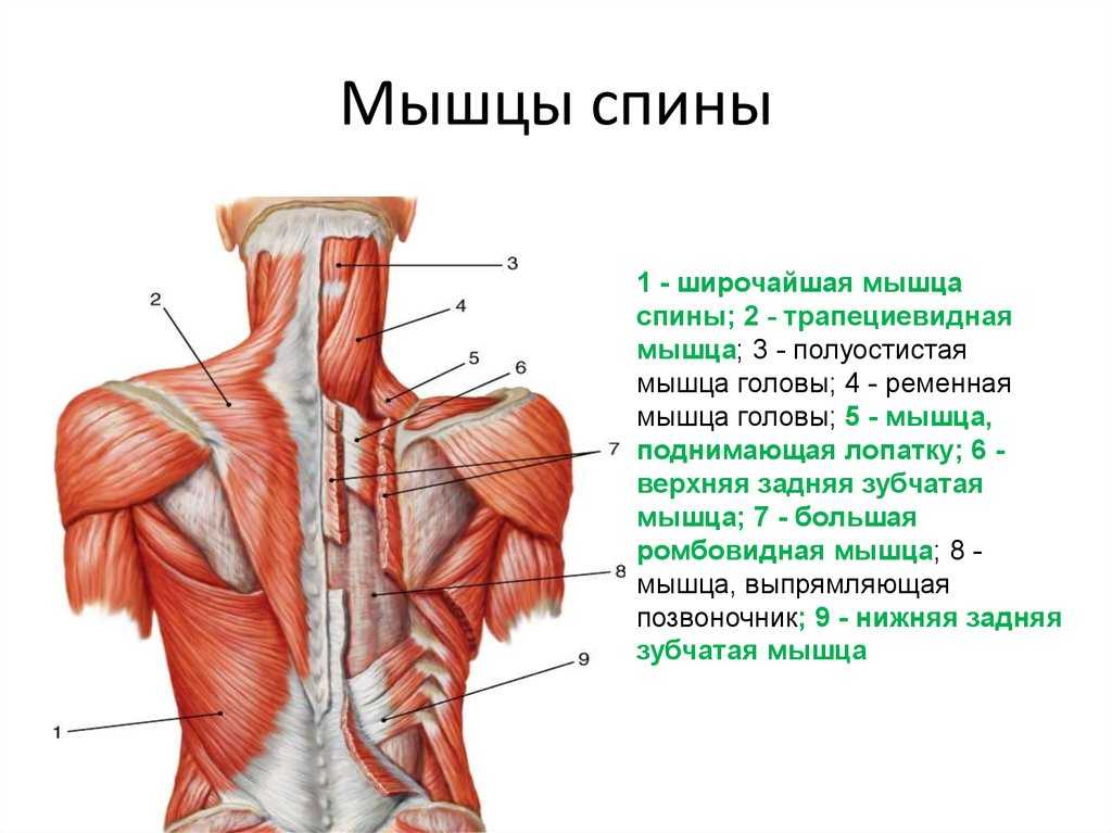 Анатомия мышц спины человека. картинки с описанием