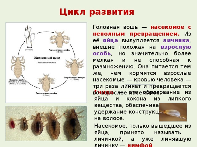 Какой цифрой обозначено на рисунке яйцо головной вши