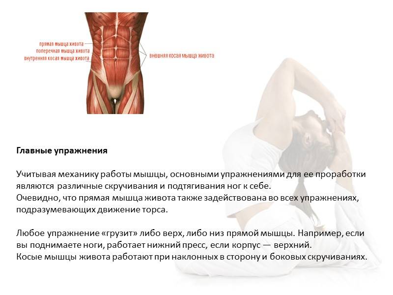 Поперечная мышца живота человека | анатомия поперечной мышцы живота, строение, функции, картинки на eurolab
