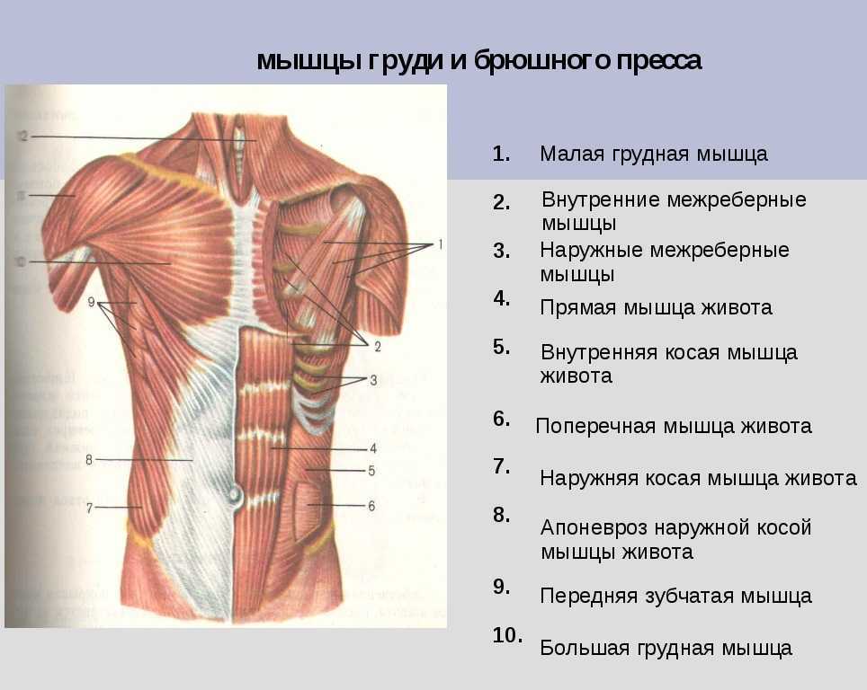 Мышцы живота у женщин анатомия фото