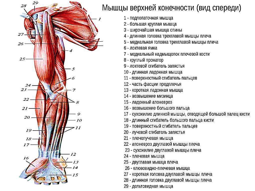 Мышцы ног и ягодиц: строение и функции