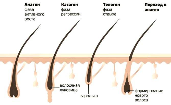 Выпадают волосы осенью [5 причин] — почему в осенний период лезут волосы и что с этим делать