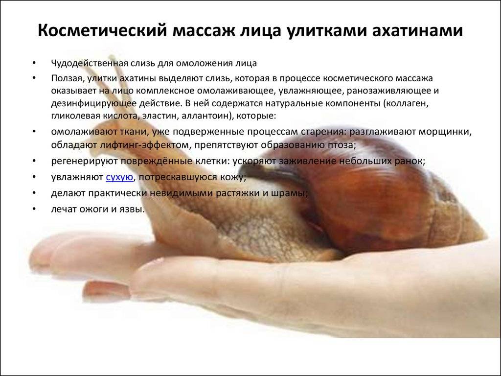 Улитки ахатины в косметологии: свойства слизи, показания к применению и эффективность улиткотерапии