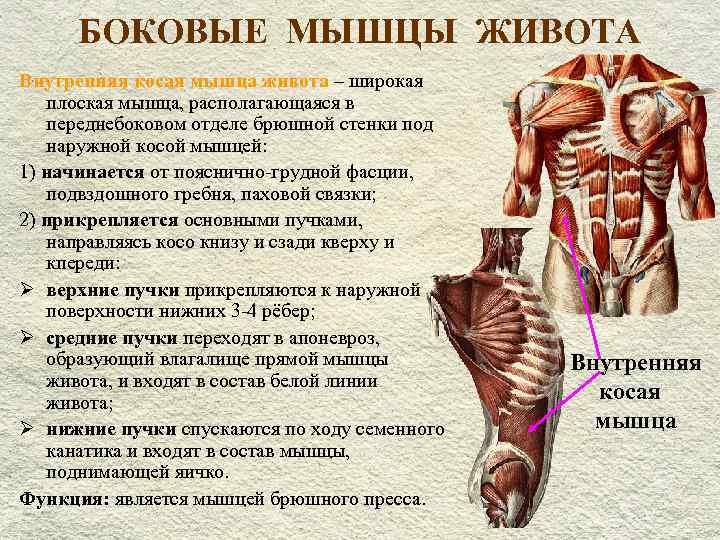 Мышцы живота: строение и функции