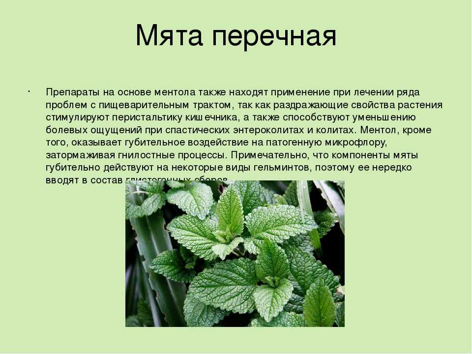 Полезные свойства мяты: для омоложения и свежести кожи лица - леди стиль жизни
