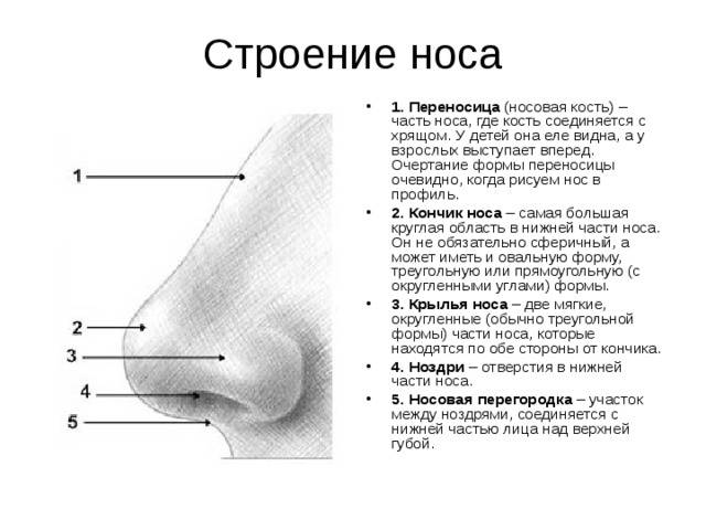 Идеальные пропорции лица и золотое сечение у мужчин и женщин