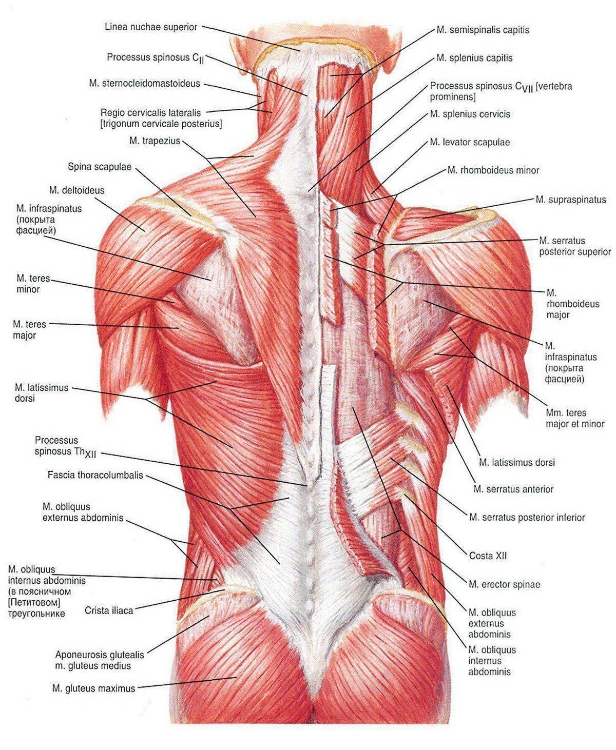 Мышцы спины: анатомия, строение глубоких и поверхностных мышц схема-картинка, функции