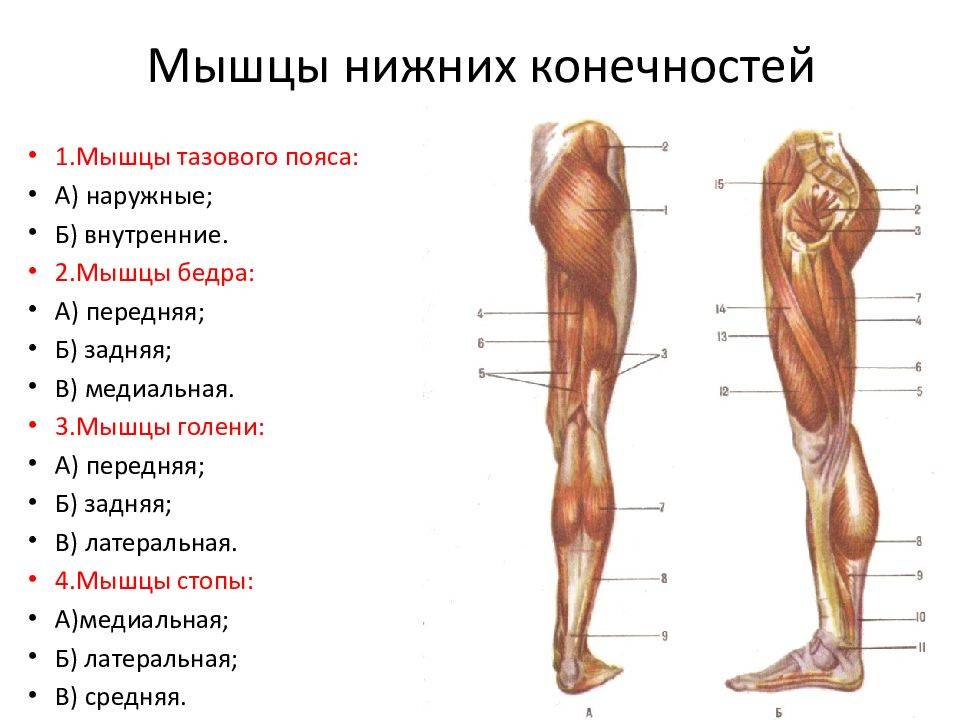 Мышцы ног человека: строение, описание, как называются мышечные группы нижних конечностей, анатомия с картинками и таблицами