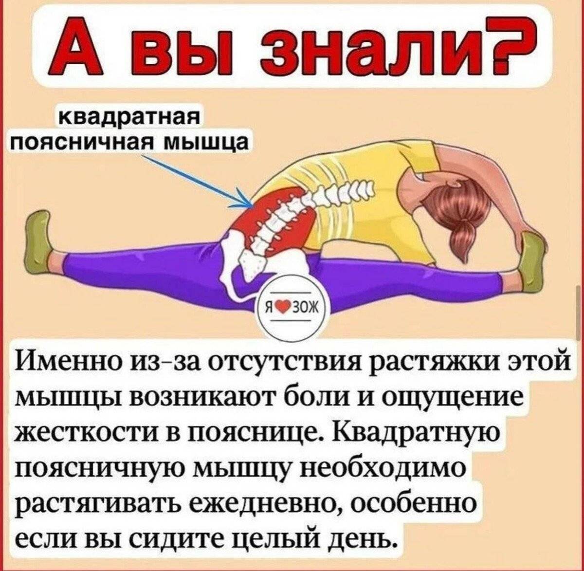 Подвздошно-поясничная мышца. Упражнения для укрепления, растяжка, как накачать