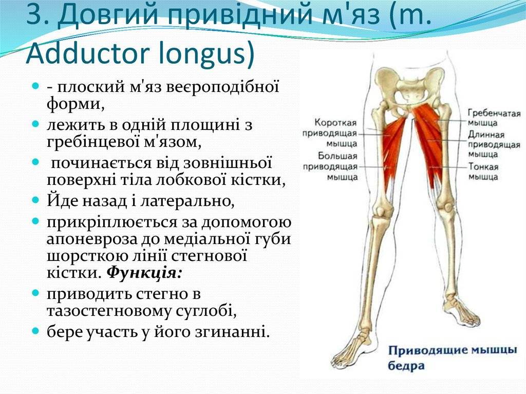 Мышцы бедра. нормальная анатомия человека: конспект лекций