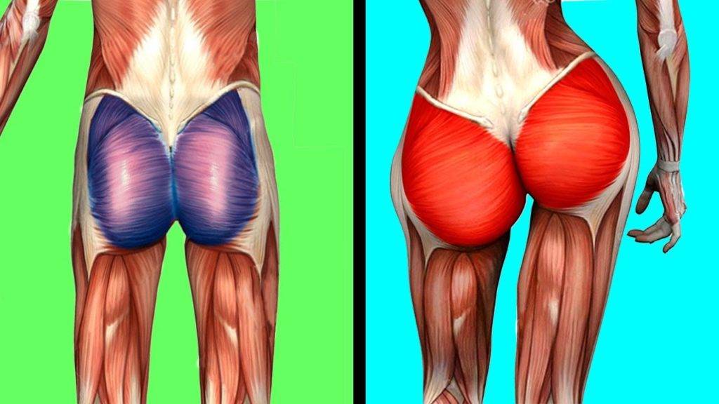 Мышцы ног и ягодиц: анатомия i обзор упражнений - myprotein
