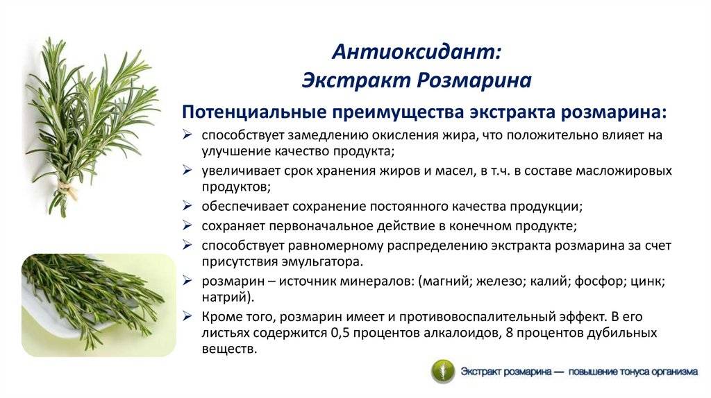 Розмарин: полезные свойства, применение в косметике и косметологии, противопоказания
