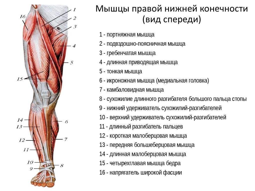 Мышцы человека: анатомия, функции, строение в картинках