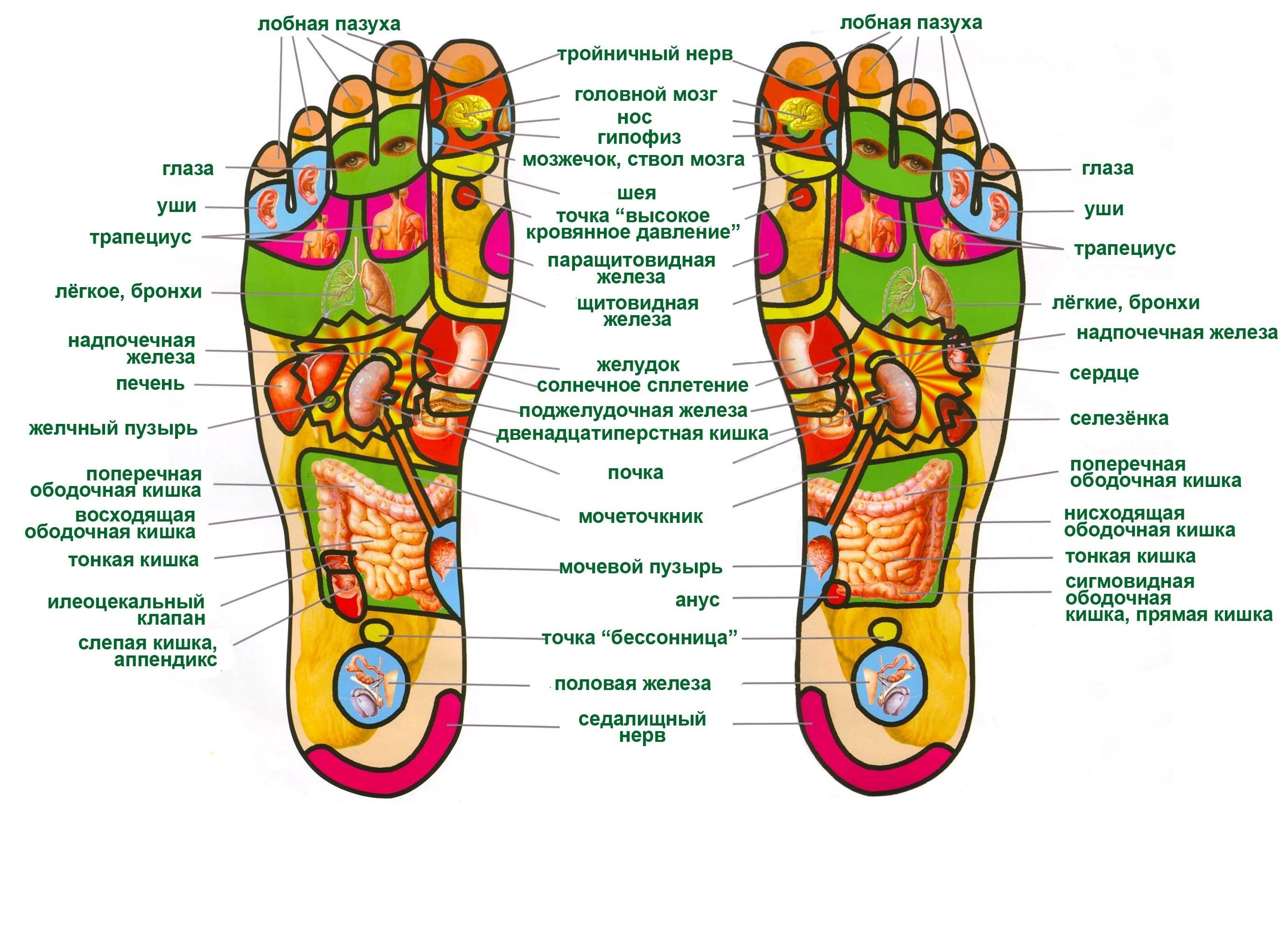 Акупунктурные точки , на руке, ноге, на лице, на ухе, массаж точек при различных заболеваниях.. акупунктурные точки. руководство по расположению акупунктурных меридианов на руках, ногах, лице и ушах.