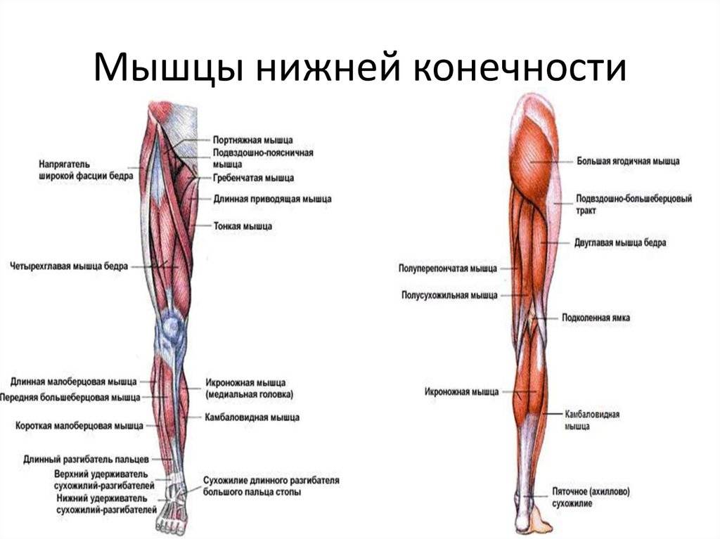 Мышцы ног: названия, строение и функции - tony.ru