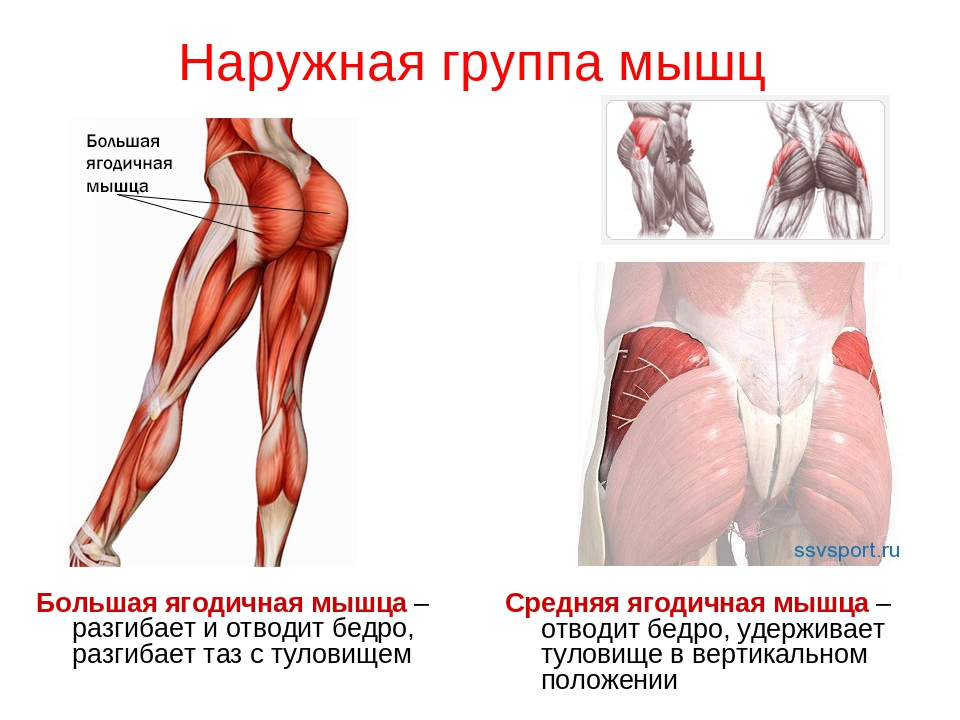 Анатомия ягодичных мышц. упругие ягодицы. 25 лучших упражнений