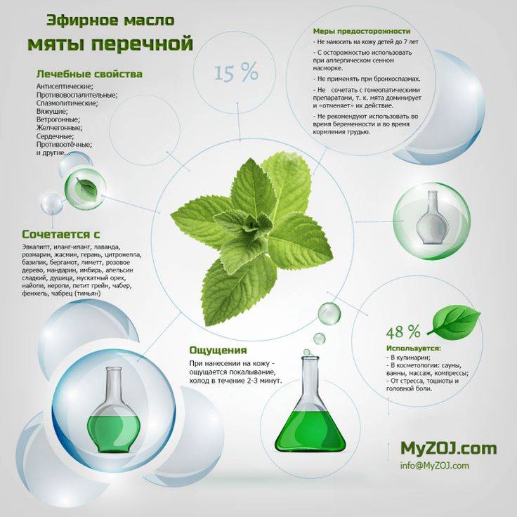7 лечебных свойств мяты для здоровья и способы применения