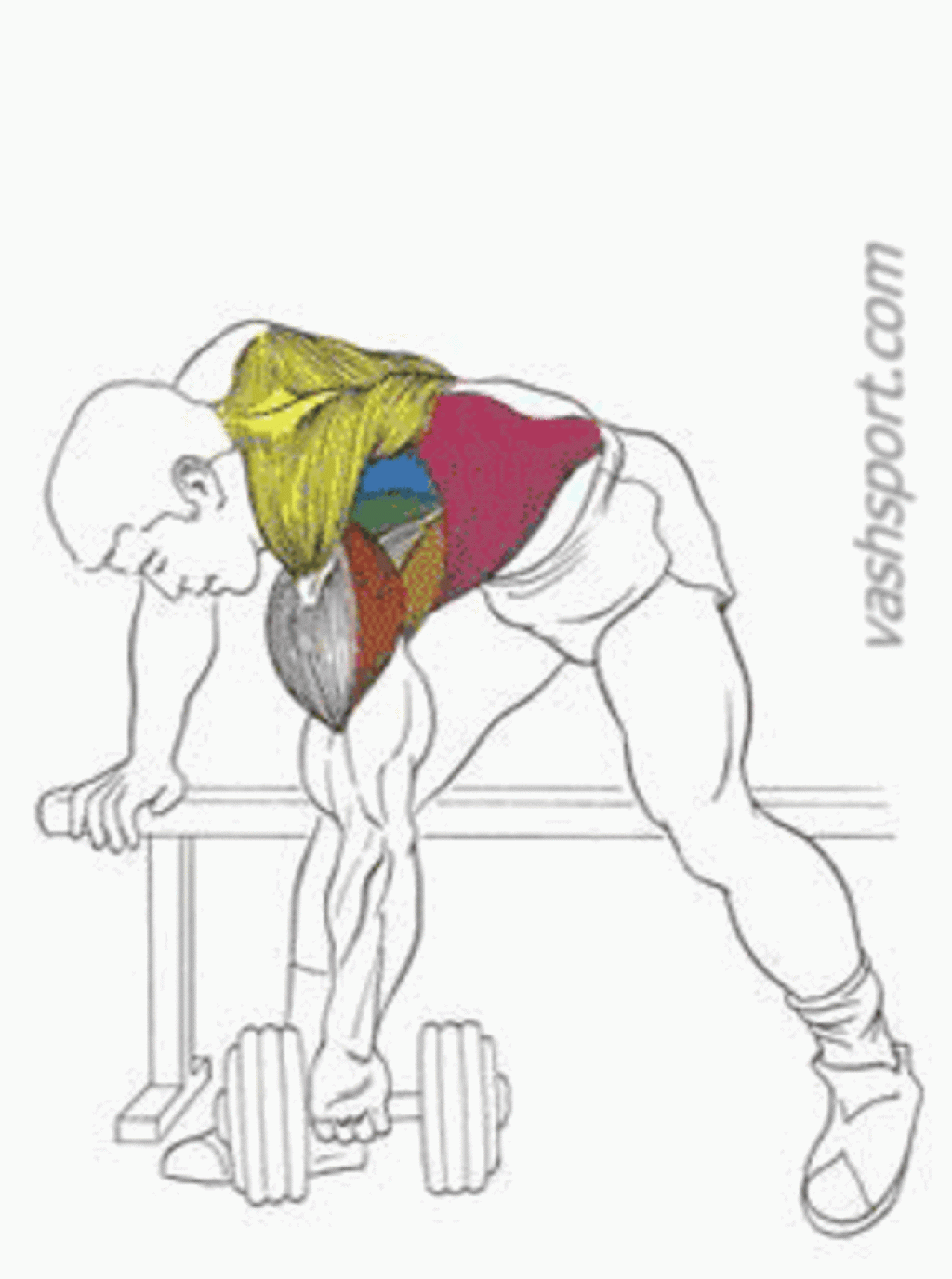 Как тренировать мышцы спины с помощью гантелей