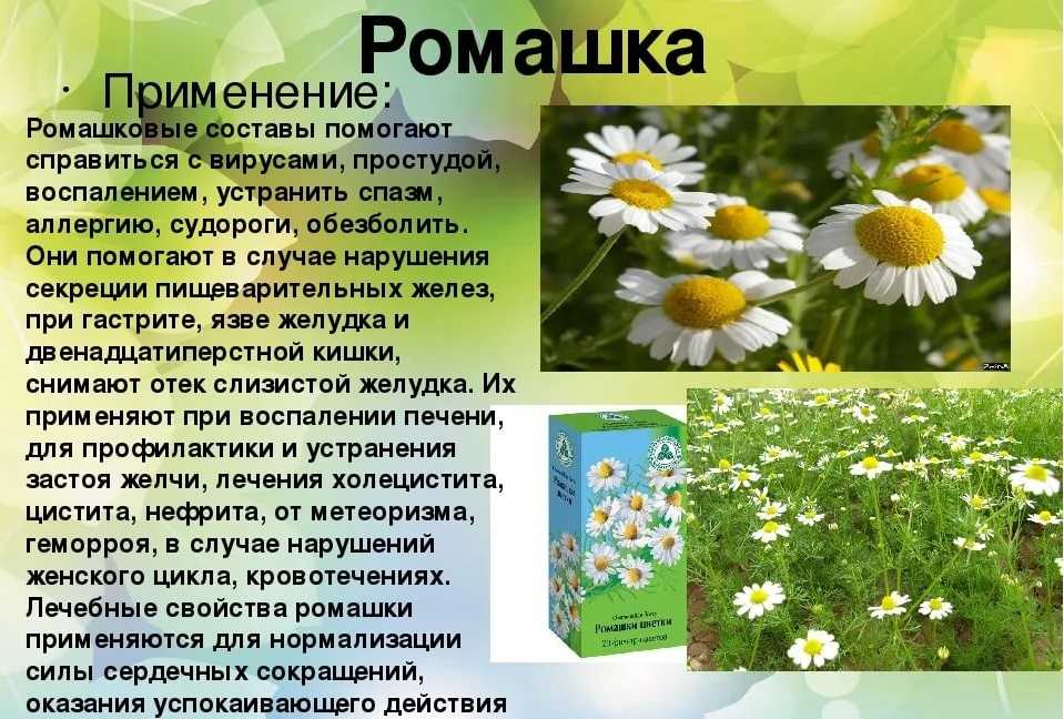 Фармакологическое действие компонентов ромашки аптечной и ее использование в косметических средствах