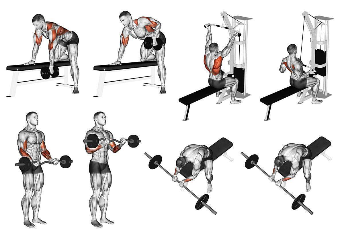 Тренировка мышц спины в тренажерном зале - лучшие упражнения