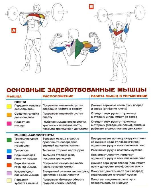 Жим гантелей сидя / стоя