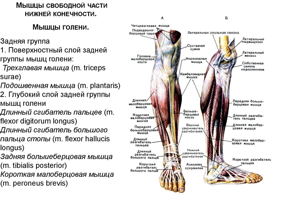 Анатомия мышц ног: полный разбор мышц+лучшие упражнения для их развитияменс физик — пляжный бодибилдинг — men`s physique