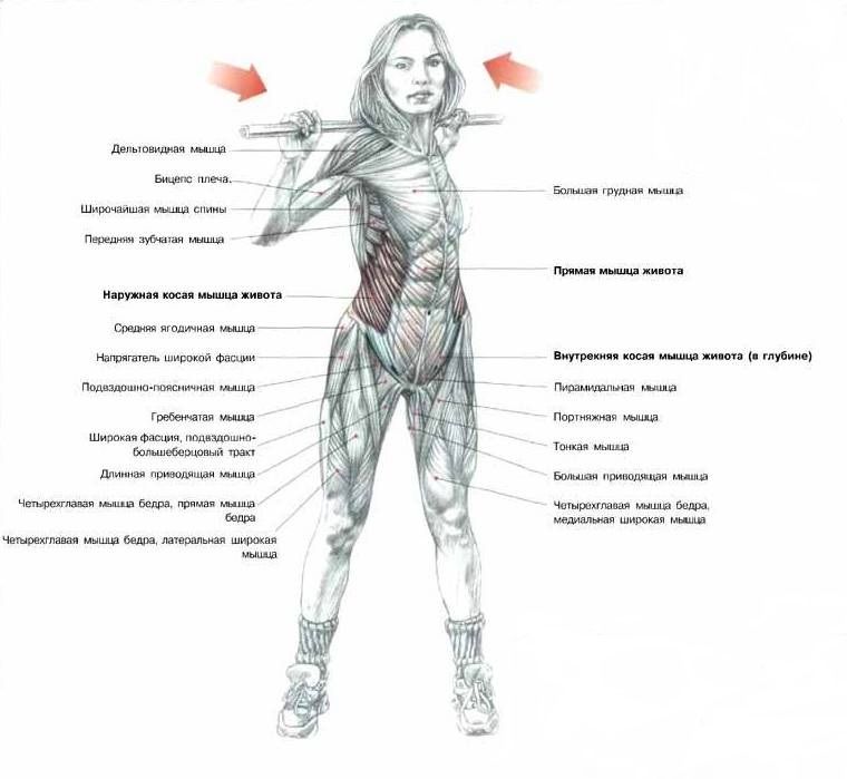 Внутренняя косая мышца живота человека | анатомия внутренней косой мышцы живота, строение, функции, картинки на eurolab