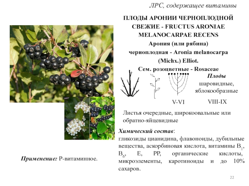 Рябина для кожи | травник