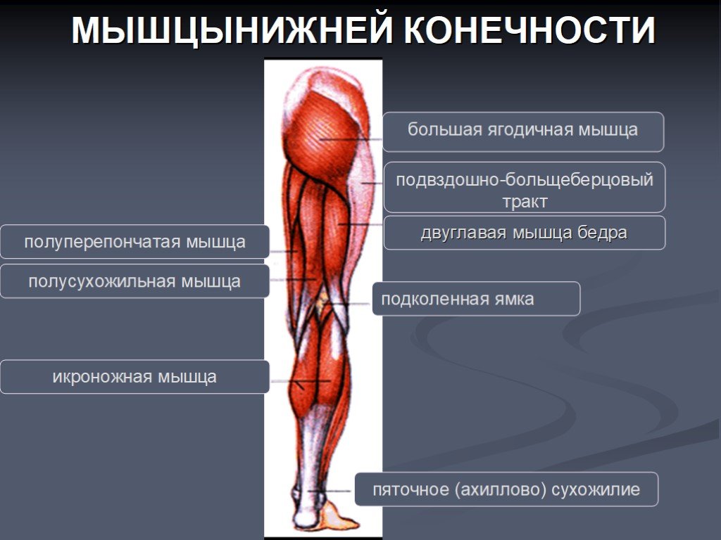 Анатомия мышц ног: полный разбор мышц+лучшие упражнения для их развития