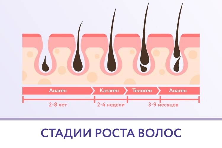 На сколько отрастают волосы за год: от чего зависит скорость роста, как его ускорить, советы по уходу, фото до и после