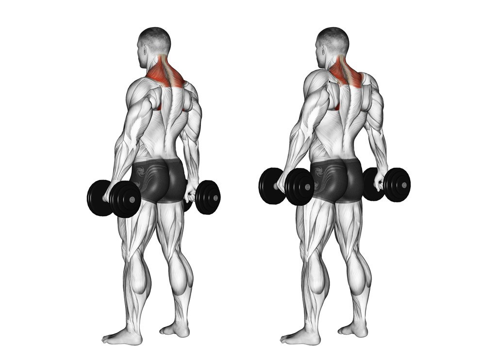 Упражнения для мышц спины с гантелями + видео
