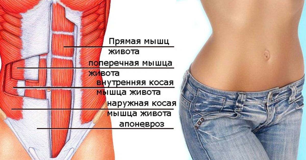 Комплекс упражнений на тренировку косых мышц живота | rulebody.ru — правила тела