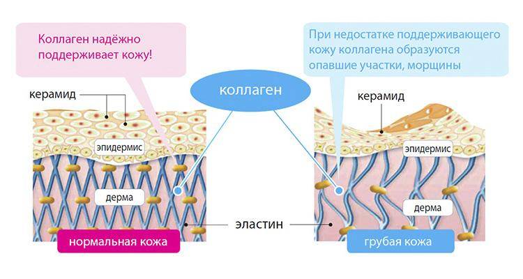 Эластин в косметологии: особенности белка и его применение
