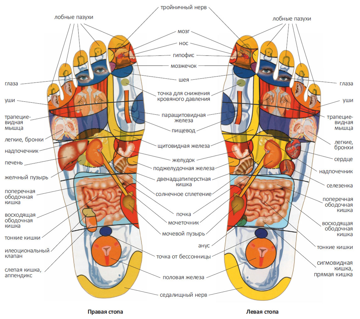 Активные точки на стопах ног, отвечающие за органы человека - женская жизньженская жизнь