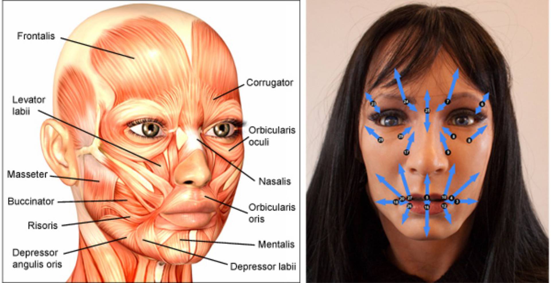 Мышцы лица анатомия для косметологов для массажа