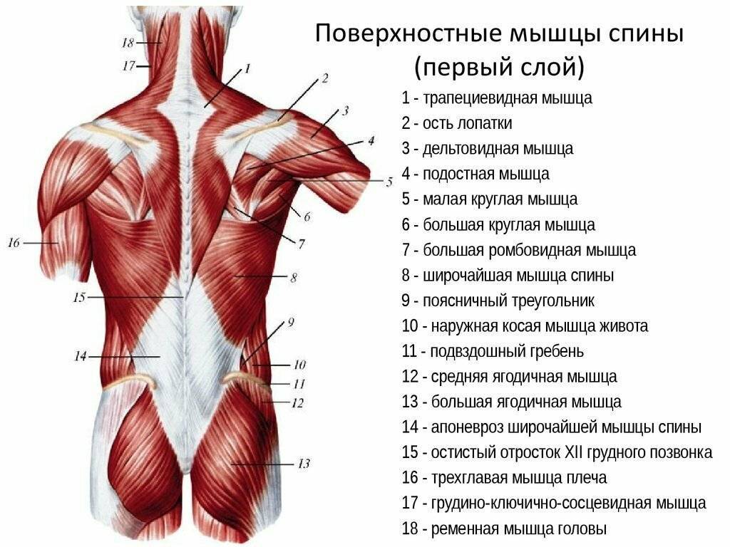 Анатомия мышц спины человека. Картинки с описанием