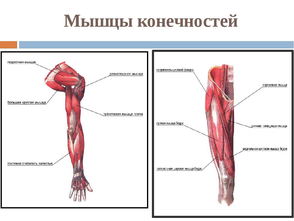 Строение руки анатомия строение рисунок с надписями