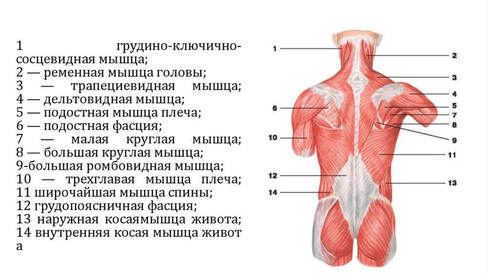 Мышцы спины рисунок