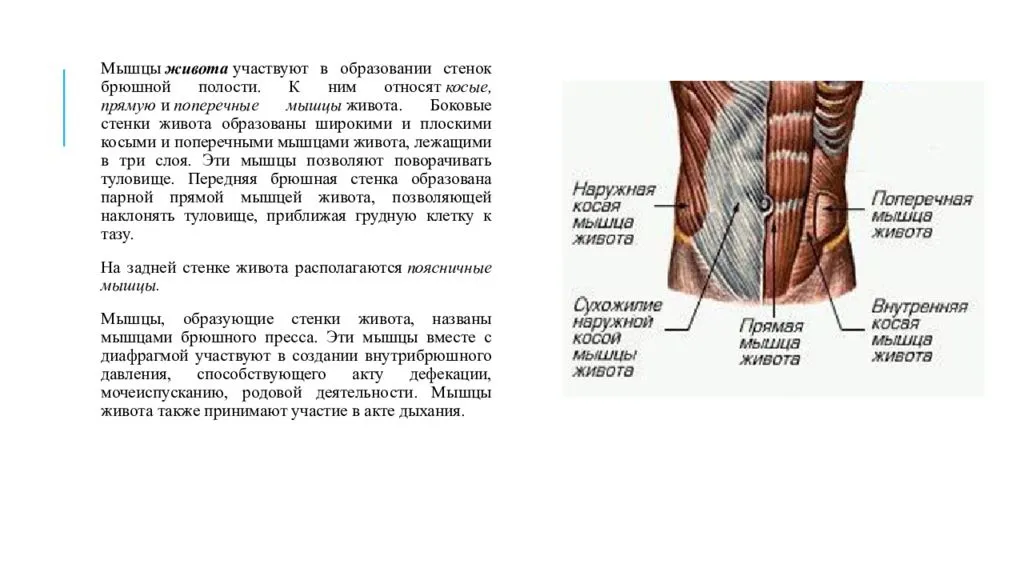 Анатомия мышц живота