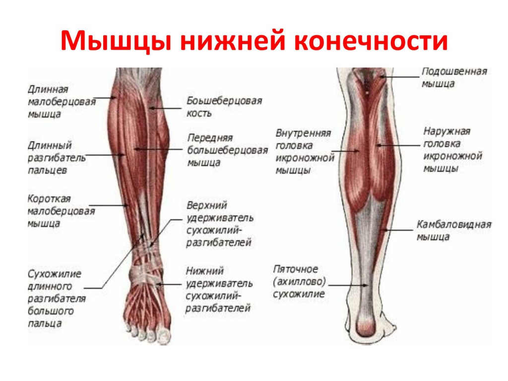 Анатомия и строение мышц ног + подборка лучших упражнений