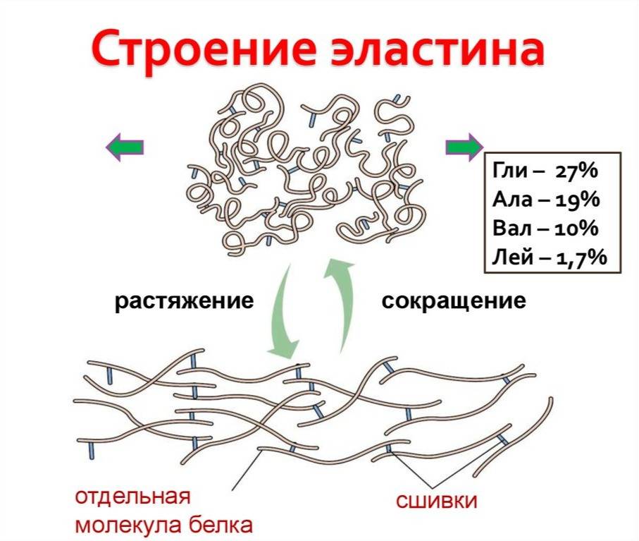 Эластин - что это такое, виды и методы восполнения его запасов. белок эластин: зачем он нужен нашей коже и как восполнить его дефицит