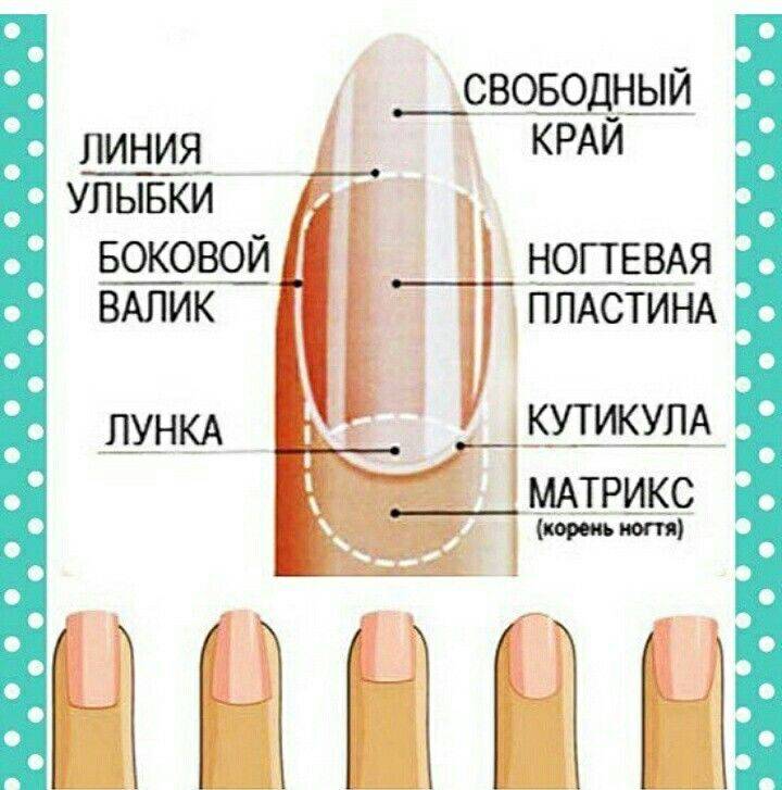 Полумесяц на ногтях и белые точки:  в 21 веке пора разбить все мифы о ногтях